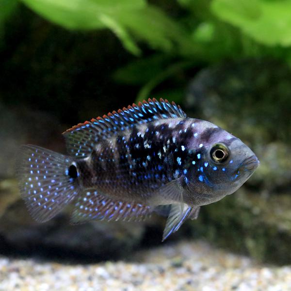 熱帯魚　シクリッド　ジャックデンプシー　 chanet_646776