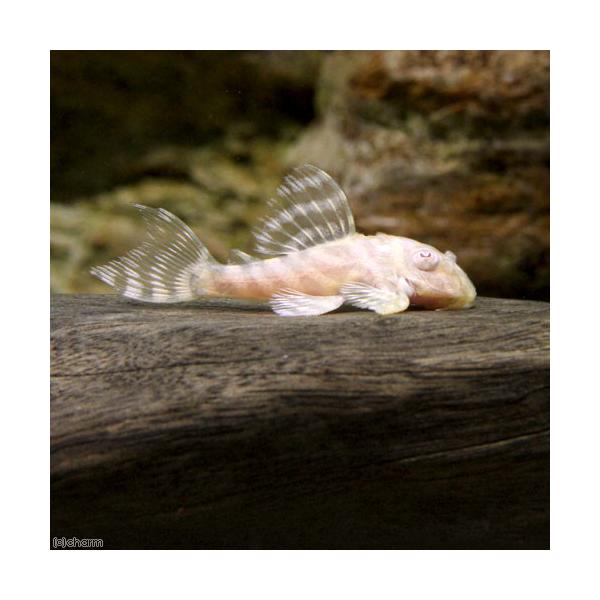 PF_SPQ　sfset　fish_database　_aqua　熱帯魚・エビ他　プレコ　タイガー・ペコルティア系　ゴールデンキングタイガーペコルティア　ゴールデンキングロイヤルペコルティア　キンペコ　１匹　Ｌ３３３　ぺコルティア系　ple...