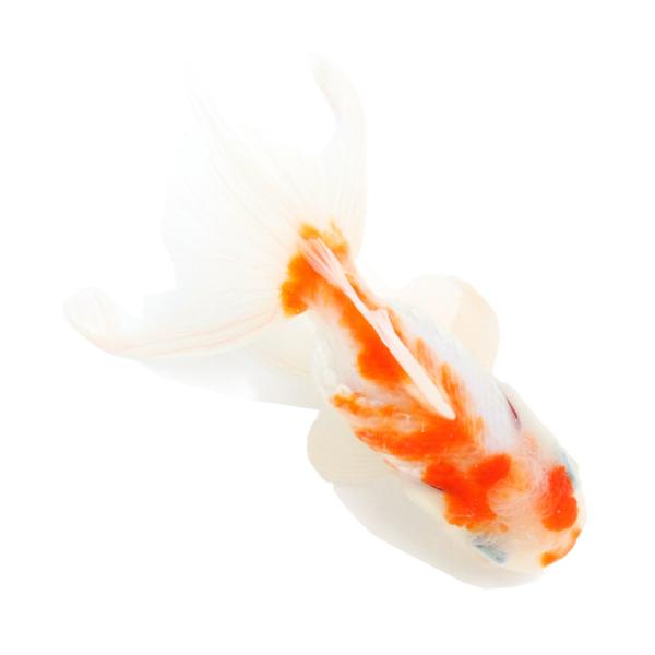 国産金魚）一点物 桜東錦 11cm±（1匹） : チャーム charm ヤフー