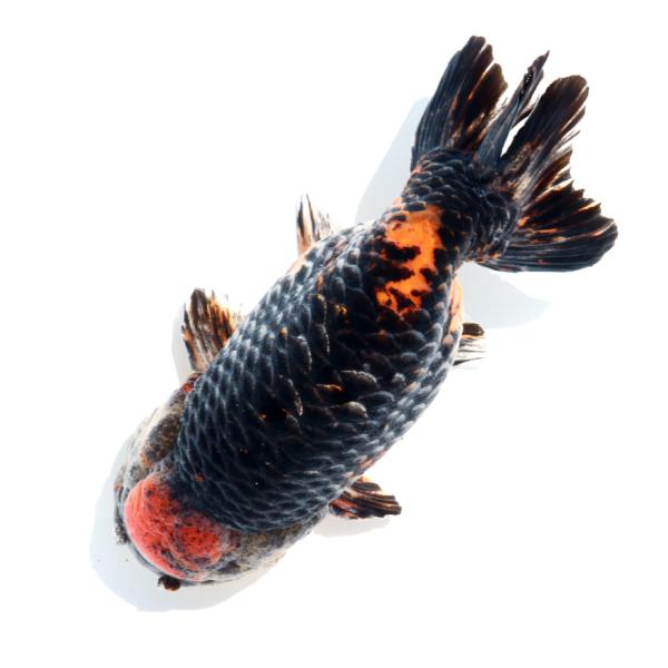 金魚）一点物 トリカラーらんちゅう（中国産）17cm±（1匹