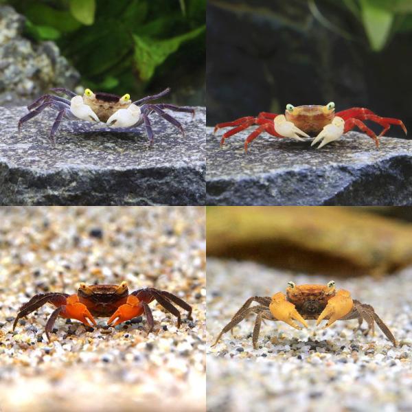 PF_SPQ　_aqua　_insect　fish_database　熱帯魚・エビ他　ザリガニ・その他生体　グレイバンパイア・クラブ　ドワーフクラブ　１匹　Vampire　Crab　Geosesarma　ｓｐ．　20250425　YS　y2...