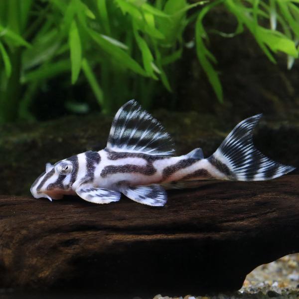 熱帯魚）スーパーインペリアルゼブラプレコ L−173a イレギュラー
