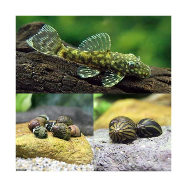 プレコ L155 約27cm 2匹 熱帯魚 プレコ