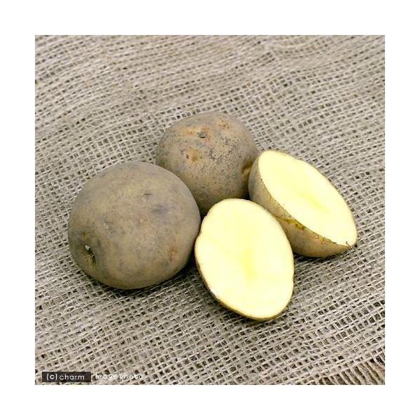 直送品 多いとお得 ジャガイモ 種芋専用 珍品種 保証書付 その他 食品 Top Casino Bonus Com
