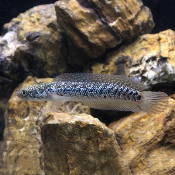 （熱帯魚）コウタイ ブルーダイヤモンド（１匹）