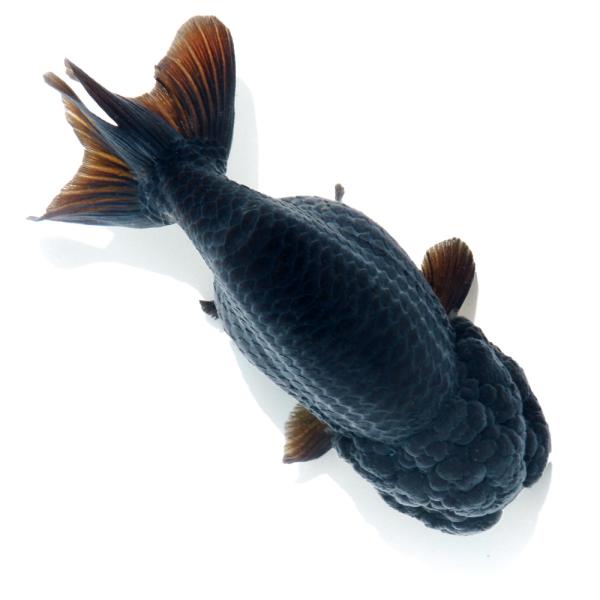 専用商品K-9457 ジャンピング猫チャーム(金魚) 金魚 | HASEYAMA WORKS