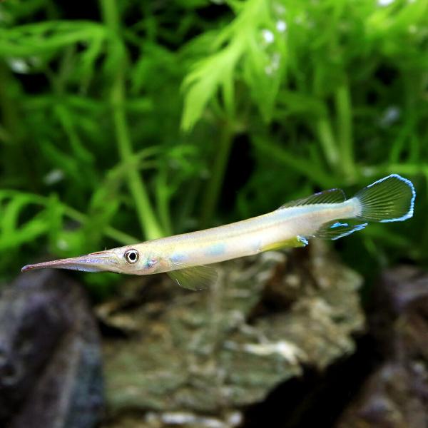 熱帯魚）グリーンスポットハーフビーク（1匹） 北海道・九州航空便要