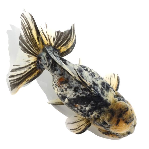 金魚(約20匹)ショートテール、玉サバ、ピンポン、らんちゅう等 chanet_648496