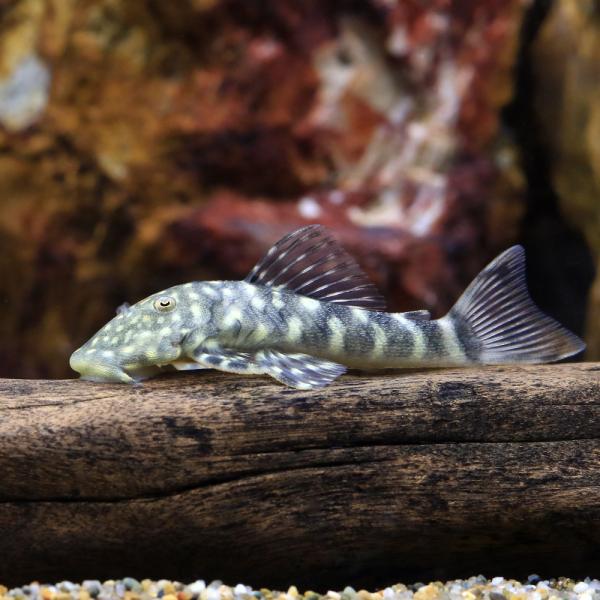 熱帯魚水槽 レガーロ ブロンズ REGALOレガーロ（水草つき）送料無料