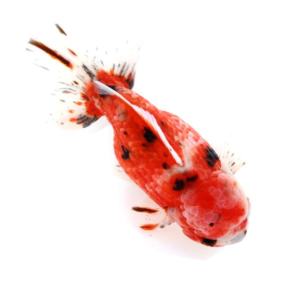 国産金魚）一点物 東錦ショートテール 変わり柄 薩摩産 14cm± （1