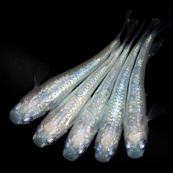 _aqua　Oryzias　latipes　var.　ビオトープにおすすめの生体　biotope　cool　熱帯魚　エビ他　日本産メダカ　幹之(ミユキ)メダカ　medaka幹之　オーロラメダカ　nittan_medaka_miyuki　改良...