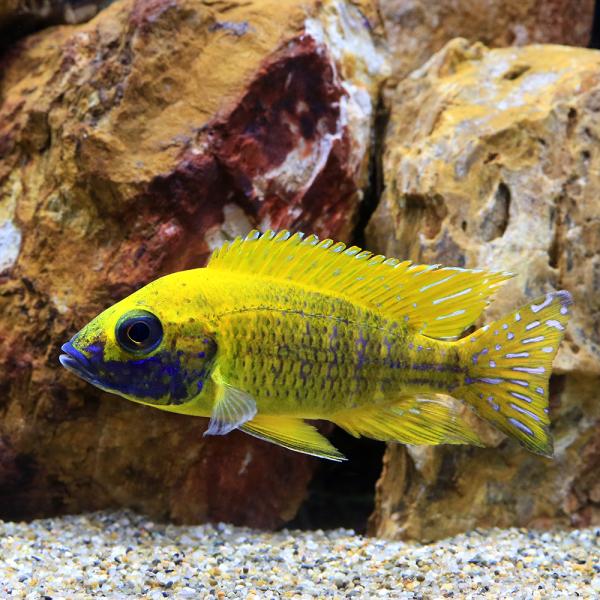（熱帯魚）アウロノカラ バエンシー ベンガ（１匹） 北海道航空便要保温