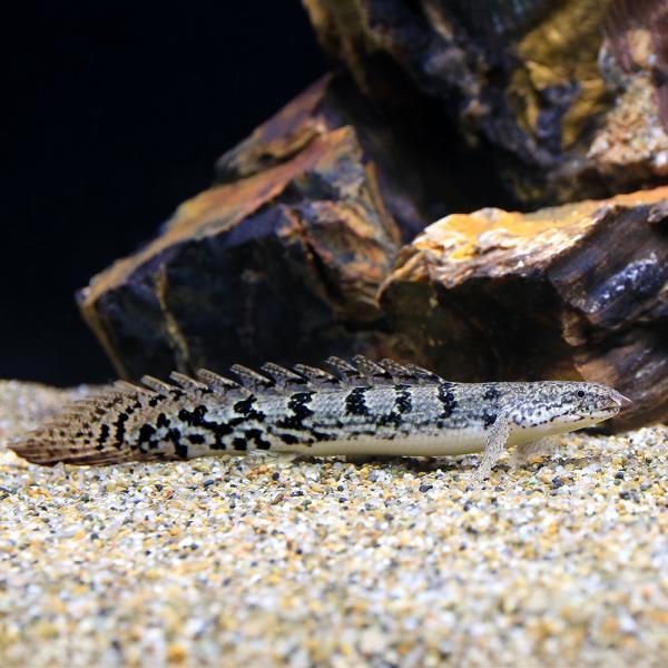 一点物 ポリプテルス デルヘジィ ロイヤルサンダーバンド（ブリード