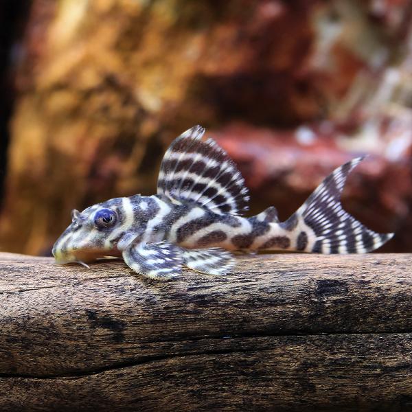 熱帯魚）キングダップルド・ペコルティア L−399（ブリード）（1