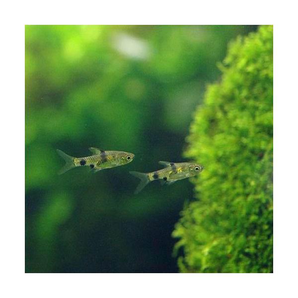 熱帯魚・エビ他　コイ（ラスボラ等）　種類で選ぶ　バルブ（プンティウス）系　プンティウスゲリウス　３匹　小型種　Ｐｅｔｈｉａ　Ｐｕｎｔｉｕｓ　ｇｅｒｉｕｓ　バーミーズイエローピグミーバルブ　Ｐｕｎｔｉｕｓ　ｇｅｒｉｕｓ　MS0106　PF＿S...