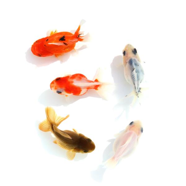 金魚　珍しいシルクオランダ2歳18センチ 金魚王子】更紗オランダ 10cm前後 (個体番号：cde882) 金魚 きんぎょ