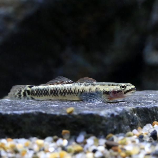 PF_SPQ　_aqua　sfset　熱帯魚・エビ他　その他の熱帯魚　ハゼ・ゴビーの仲間　　Stiphodon aureofuscus　20251101　YS　y25m10　seitaieventsm202512