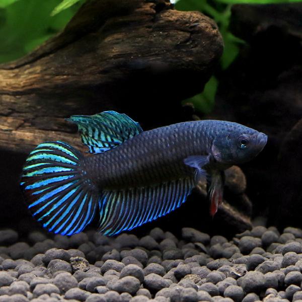 PF_SPQ　_aqua　sfset　fish_database　熱帯魚・エビ他　ベタ・グラミー・アナバス　ワイルドベタ　ベタスプレンデンス　ルーイ　ワイルド　ワイルド　１ペア　ベタ・グラミー　ベタ　Ｂｅｔｔａ　　Ｂｅｔｔａ　ｓｐｌｅｎｄｅ...