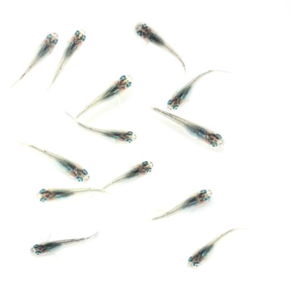 めだか）無選別 ネプチューンリアルロングフィンメダカ 稚魚（10匹