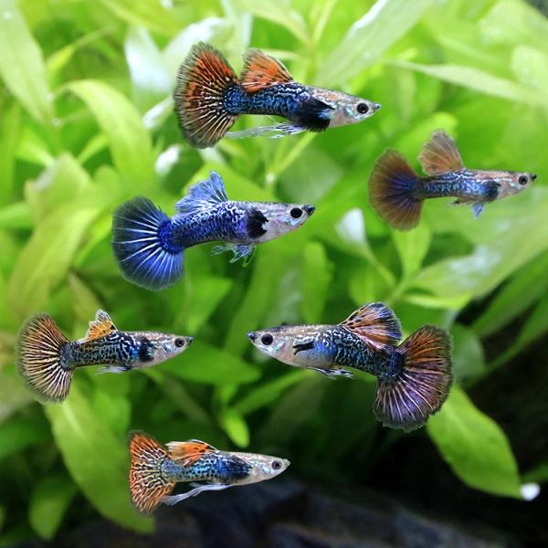 fish_database　_aqua　sfset　熱帯魚・エビ他　グッピー　ノーマル　ドラゴン　3ペア　ドラゴングッピー　外国産　ミックス　fish_database　20250919　KI　y25m09