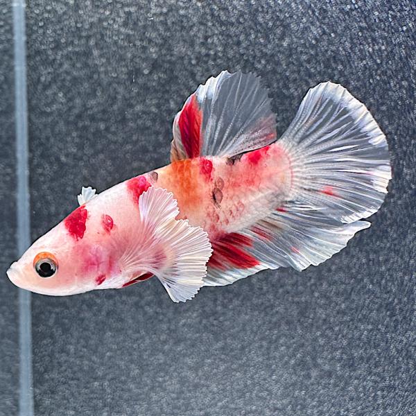 熱帯魚）一点物 鯉ベタ エレファントイアーハーフムーンプラカット