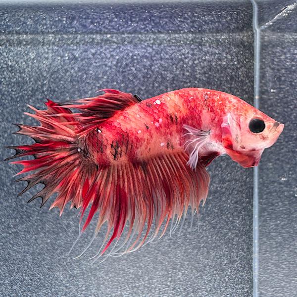 熱帯魚）一点物 鯉ベタ・クラウンテールプラカット ニモ（キャンディー