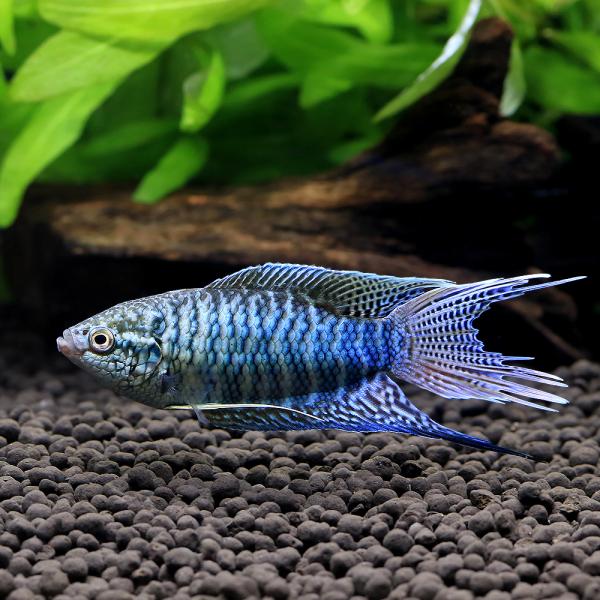 熱帯魚）ブルーゼブラタイラント パラダイスフィッシュ（1ペア