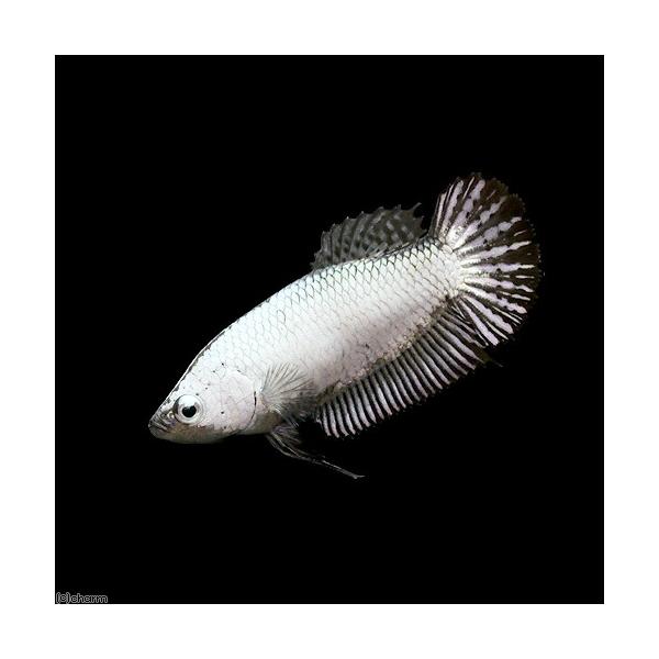 ベタ　ハーフムーン　プラカット　オス・メス 熱帯魚）ベタ・ハーフムーンプラカット ブラックドラゴン メス（1匹