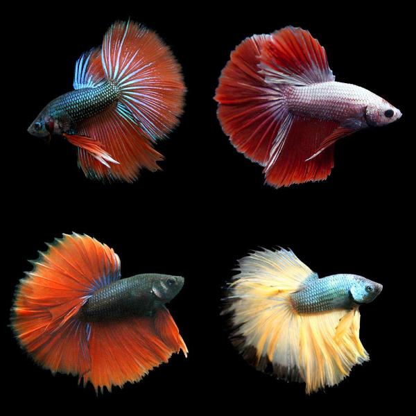熱帯魚）ベタ・ハーフムーン バイカラー 色指定なし（オス）（1匹