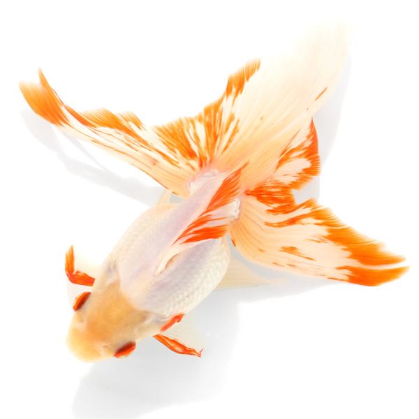 金魚アイテム各種 楽天市場】GEX 金魚元気プロバイオフード 80g 金魚 顆粒 浮上性