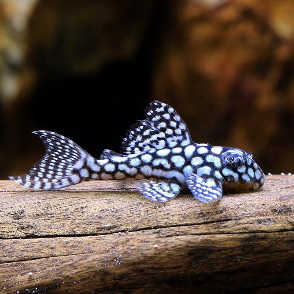 熱帯魚）一点物 スターダスト・クラウンプレコ L136c（ブリード