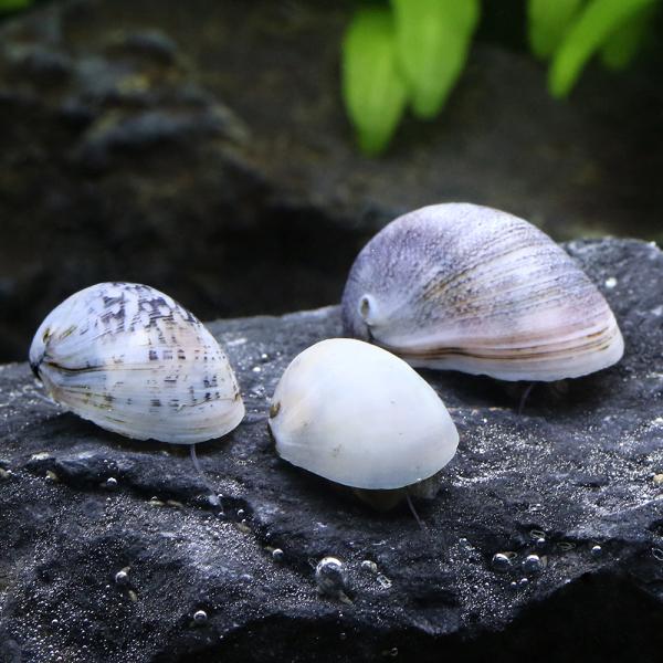 熱帯魚・エビ他　貝　石巻・サザエ・フネアマ　カバクチカノコガイ　カバクチカノコ貝　fish_database　Ｎｅｒｉｔｉｎａ　ｐｕｌｌｉｇｅｒａ　樺口鹿子貝　樺口鹿の子貝　食べさせる　レッドリップスネール　ｙ25ｍ10　20251009　ＮＨ