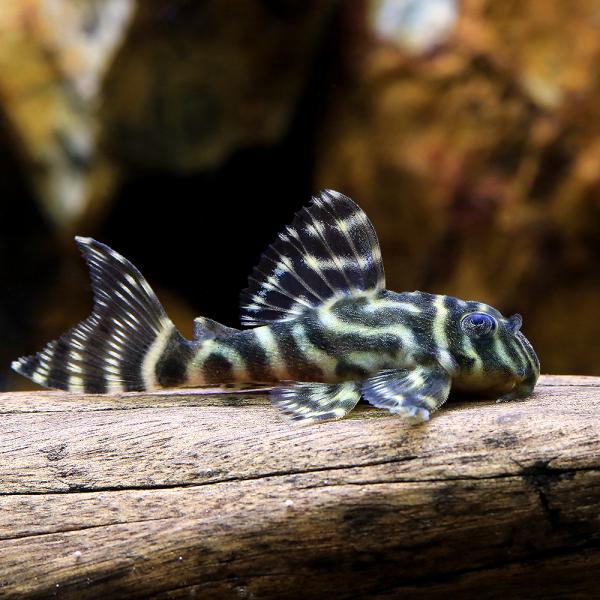 キングロイヤルペコルティア　幼魚　1匹 chanet_649461