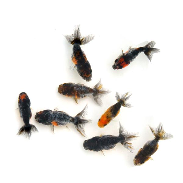 国産金魚）五色江戸錦（1匹） : チャーム charm ヤフー店 - 通販