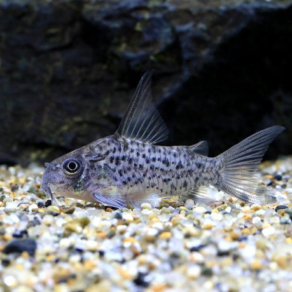 熱帯魚）コリドラス・コロンビアロレトエンシス（ワイルド）（1匹 