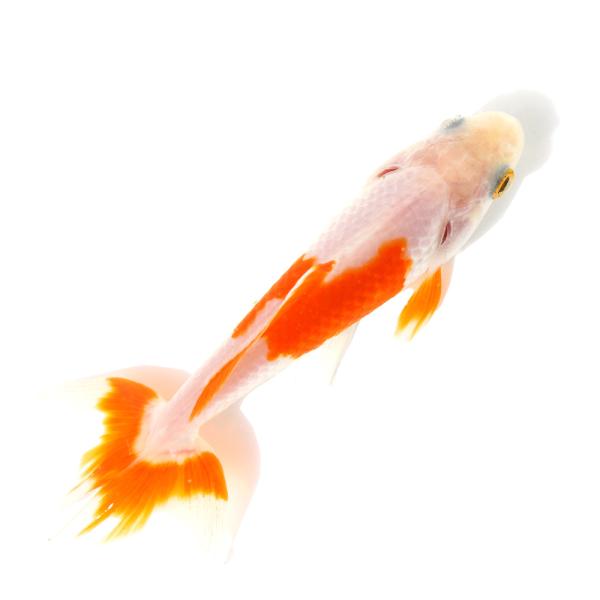 国産金魚）一点物 更紗和金 三ツ尾 10cm±（1匹） : チャーム