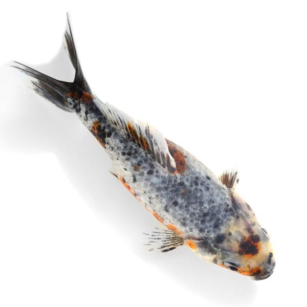 国産金魚）一点物 五色江戸地金 10cm± 志村養魚場産（1匹 