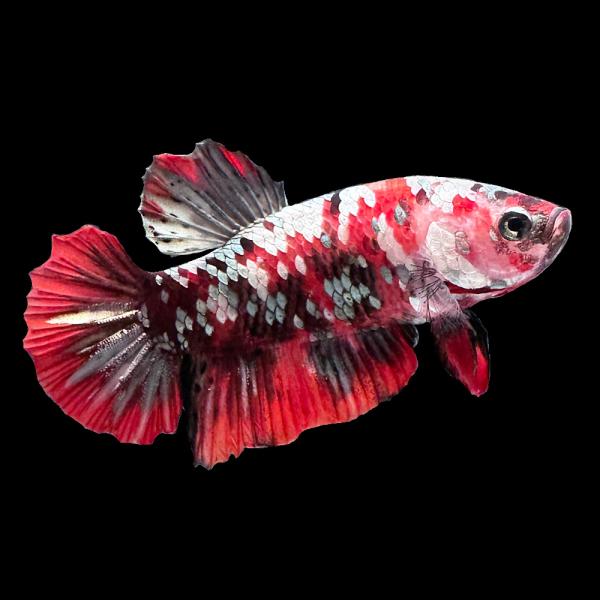 熱帯魚）ベタ・ハーフムーンプラカット アイアンマン オス（1匹