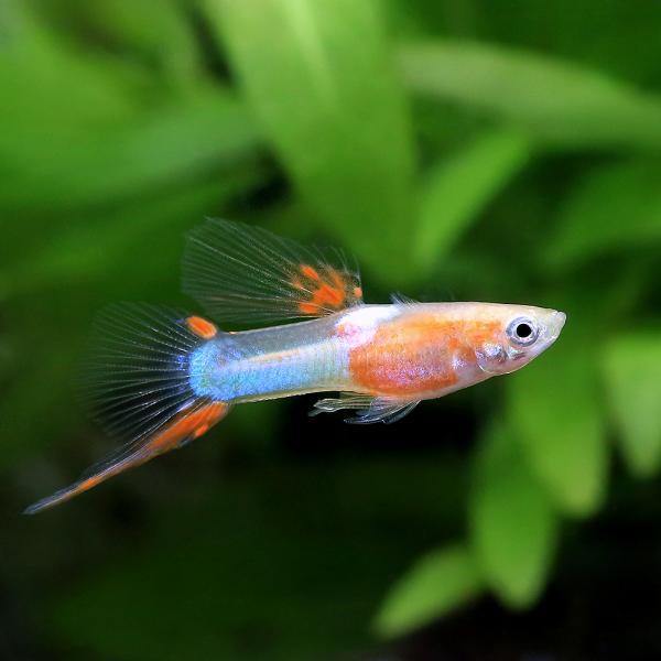 sfset　_aqua　熱帯魚・エビ他　グッピー　ワイルドフォーム系　エンドラーズ・グッピー　Poecilia　reticulata　wingei　var.　ビギナーにオススメ　エンドラーズ・グッピー　レッドチェスト　20251020　RN...