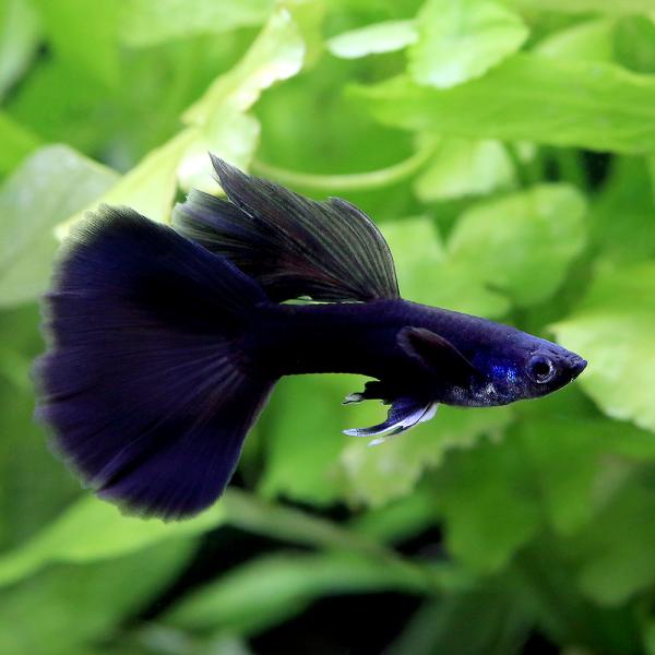 熱帯魚・エビ他　グッピー　ノーマル系　フルブラック・グッピー　オス　国産ブリード　３匹　kokusan_guppy　淡水生体　20251020　RN