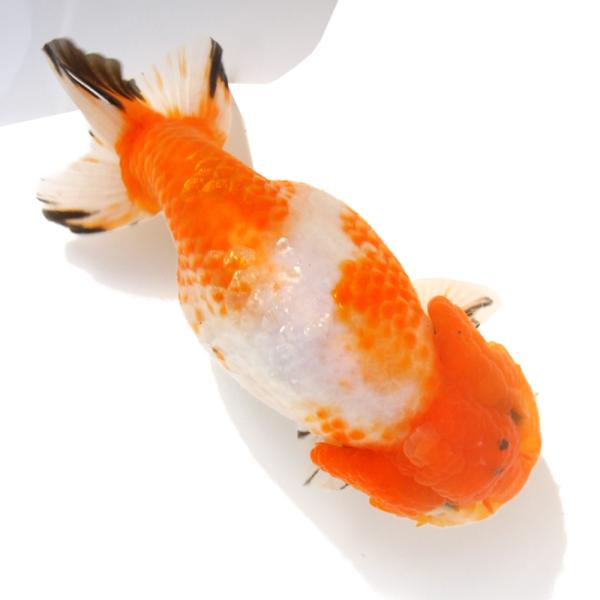 金魚）一点物 らんちゅう 17cm± （外国産）（1匹） 北海道・九州