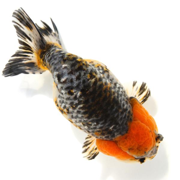 金魚）一点物 らんちゅう 19cm±（外国産）（1匹） 北海道・九州