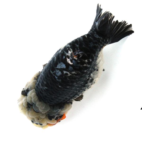 金魚）一点物 トリカラーらんちゅう 17cm±（外国産）（1匹