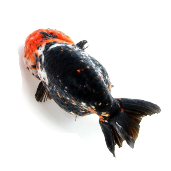 金魚）一点物 トリカラーらんちゅう 17cm±（外国産）（1匹