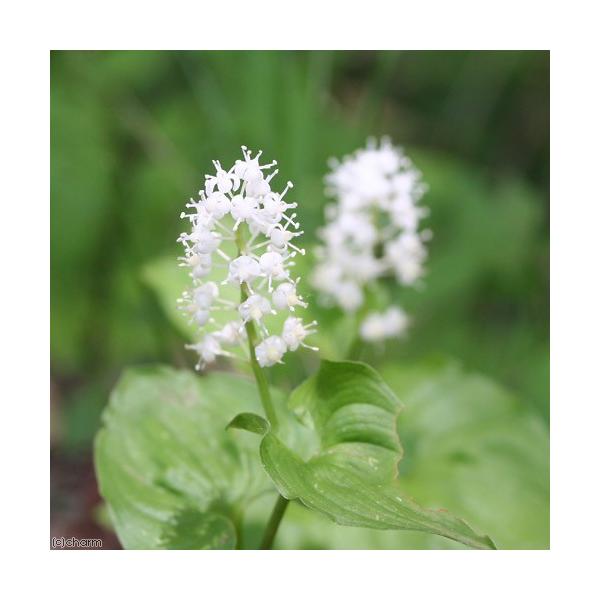 _gardening　ガーデニング　山野草　球根　まいづるそう　Ｍａｉａｎｔｈｅｍｕｍ　ｄｉｌａｔａｔｕｍ　育て方　育成方法　栽培方法　bnr_hrgmgr　opa2_delete