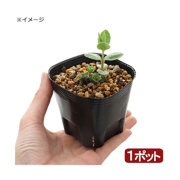 _gardening　ガーデニング　山野草　セダム　Ｓｅｄｕｍ　ｖｉｒｉｄｅ　Ｈｙｌｏｔｅｌｅｐｈｉｕｍ　植物　植物生体　ガーデニング生体　育て方　育成方法　栽培方法　20190407　RM　青弁慶草　アオベンケイソウ　ベンケイソウ　ベンケ...