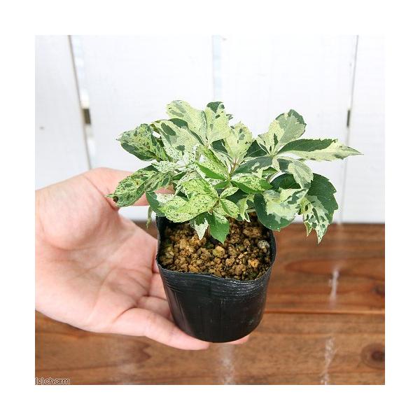 _hachu　_kame　_gardening　観葉植物　園芸　ガーデニング　ビバリウム　アクアテラリウム　パルダリウム　両爬向き植物　ブドウ科パーセノシッサス属　ツタ属　つる性　蔓性　Parthenocissus　quinquefolia...