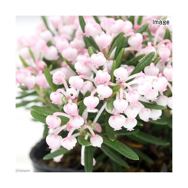 _gardening　ガーデニング　シャクナゲ　桃花ひめしゃくなげ　３寸　１ポット　山野草　球根　大輪　kinenガーデニング　植物　植物生体　ガーデニング生体　育て方　育成方法　栽培方法　ニッコウシャクナゲ　Andromeda　polif...