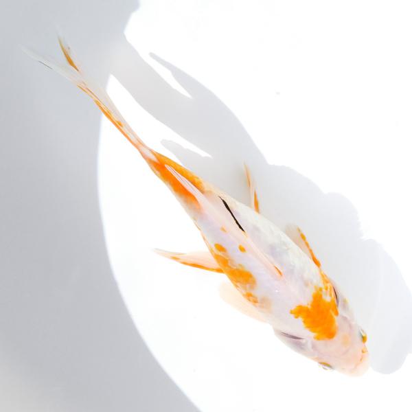 金魚　桜和金　　キラキラ 国産金魚）一点物 黄桜和金 荻野養魚場産 23cm±（1匹