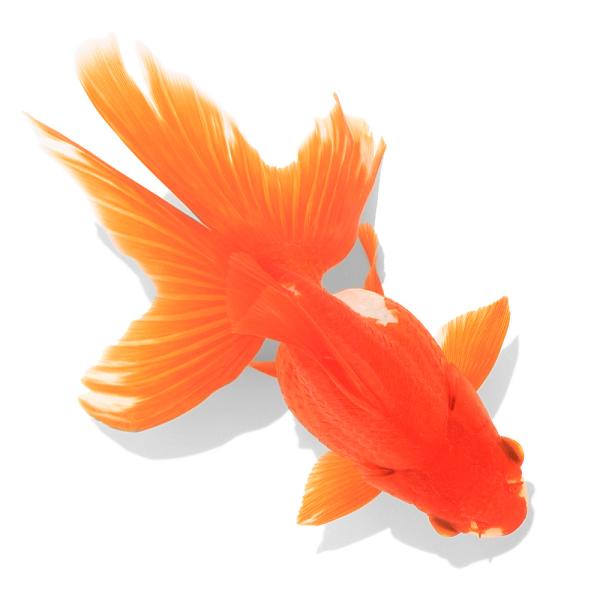 国産金魚）一点物 更紗琉金 19cm± 高澤養魚場産（1匹